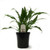 FlowerPotNursery Spathiphyllum Starlight™ Peace Lily S. sp. Starlight 4" Pot