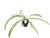 FlowerPotNursery Spider Plant Variegated Chlorophytum comosum Variegatum 4" Pot