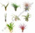 Lot of 10 Air Plants - Tillandsia spp. - Extra Large Premium Assorted FREE SHIP
