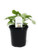 FlowerPotNursery Nephthytis Arrowhead Plant Syngonium sp. Moonshine 4" Pot