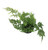 FlowerPotNursery Variegated Brake Fern Pteris ensiformis Evergemiensis 4" Pot