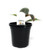 FlowerPotNursery Variegated Rubber Plant Ficus elastica Tineke 4" Pot