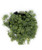 FlowerPotNursery Variegated Sedum Stonecrop Sedum lineare Variegatum 4" Pot