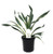 FlowerPotNursery Bright Edge Yucca Yucca filamentosa Bright Edge 4" Pot