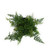 FlowerPotNursery White Rabbit's Foot Fern Davallia (Humata) tyermannii 4" Pot