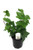 FlowerPotNursery English Ivy Green Hedera helix Green 4" Pot