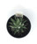 FlowerPotNursery Zebra Plant H. Fasciata Haworthia fasciata White Stripe 4" Pot