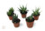 FlowerPotNursery Assorted Haworthia Succulent Haworthia spp. 2” Pot (5 Plants)