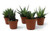 FlowerPotNursery Assorted Haworthia Succulent Haworthia spp. 2” Pot (5 Plants)