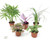 FlowerPotNursery Assorted Mini Terrarium Fairy Garden Plants 2” Pot (5 Plants)