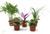 FlowerPotNursery Assorted Mini Terrarium Fairy Garden Plants 2” Pot (5 Plants)