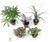 FlowerPotNursery Assorted Mini Terrarium Fairy Garden Plants 2” Pot (5 Plants)