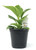 FlowerPotNursery Philodendron Birkin Philodendron birkin 4" Pot