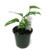 FlowerPotNursery Swiss Cheese Vine Monstera Adansonii 4” Pot