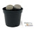 FlowerPotNursery Lithops Living Rock Lithops sp. 2” Pot