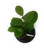 FlowerPotNursery Waxvine Waxflower Hoya australis 4” Pot