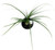 FlowerPotNursery Ponytail Palm (Single) Beaucarnea recurvata 4” Pot