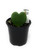 FlowerPotNursery Heart Hoya Kerrii Green Hoya kerrii Green 4" Pot