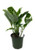 FlowerPotNursery Calathea Zebrina Zebra Plant Calathea zebrina 4" Pot