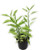 FlowerPotNursery Green Devils Backbone Pedilanthus tithymaloides 4" Pot