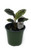 FlowerPotNursery Medallion Calathea Calathea roseopicta Medallion 4" Pot