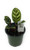 FlowerPotNursery Peacock Plant Calathea makoyana 4" Pot