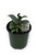 FlowerPotNursery Variegated Rubber Plant Ficus elastica Tineke 4" Pot Multi