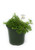 FlowerPotNursery Green Spikemoss Selaginella kraussiana Green 4" Pot