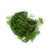 FlowerPotNursery Green Spikemoss Selaginella kraussiana Green 4" Pot