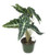 FlowerPotNursery African Mask Polly Alocasia amazonica Polly 6" Pot