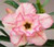 FlowerPotNursery Thai Hybrid Desert Rose Pink Diamond Adenium obesum 4" Pot
