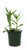 FlowerPotNursery Reed Stem Orchid Orange Epidendrum radicans 4" Pot