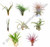 Lot of 10 Air Plants - Tillandsia spp. -  Large Premium Assorted  FREE SHIPPING