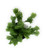 FlowerPotNursery Christmas Cactus White Schlumbergera bridgesii White 4" Pot