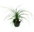 FlowerPotNursery Ponytail Palm Beaucarnea recurvata 6 Inch Pot