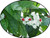 FlowerPotNursery White Bleeding Heart Vine Clerodendrum thomsoniae 4" Pot