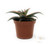 FlowerPotNursery Christmas Carol Aloe Vera Aloe sp. Christmas Carol 3" Pot