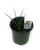 FlowerPotNursery Agave Geminiflora Agave geminiflora 4" Pot