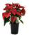 FlowerPotNursery Red Poinsettia Plant Euphorbia pulcherrima Red Christmas 5" Pot