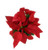 FlowerPotNursery Red Poinsettia Plant Euphorbia pulcherrima Red Christmas 5" Pot