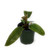 FlowerPotNursery Imperial Red Philodendron P. sp. Imperial Red 4" Pot