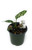 FlowerPotNursery Chinese Evergreen Aglaonema Favonian A. sp. Favonian 4" Pot