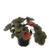 FlowerPotNursery Amber Lady Heuchera Heuchera sp. Amber Lady 4" Pot