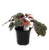 FlowerPotNursery Amber Lady Heuchera Heuchera sp. Amber Lady 4" Pot