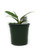 FlowerPotNursery Narrow Leaf Philodendron P. sp. Narrow Leaf 4" Pot