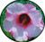 FlowerPotNursery Hibiscus Lady Baltimore H. moscheutos Lady Baltimore 4" Pot