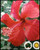 FlowerPotNursery Hibiscus Snow Queen Hibiscus rosa-sinensis Snow Queen 4" Pot