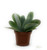 FlowerPotNursery Flapjack Succulent Paddle Plant Kalanchoe luciae 3" Pot