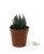 FlowerPotNursery Zebra Plant Haworthia fasciata White Stripe 2" Pot