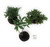 FlowerPotNursery Bonsai Conifer Juniper Shrub Fairy Garden 3 Pack Mix 2" Pot